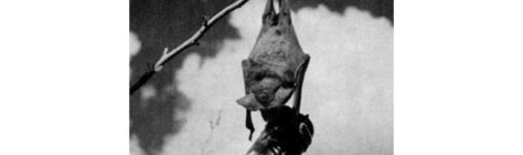 That Time the U.S. Military Almost Used Bats to Firebomb Japan During WWII